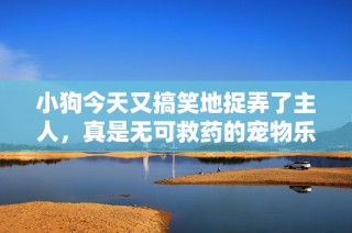 小狗今天又搞笑地捉弄了主人，真是无可救药的宠物乐趣